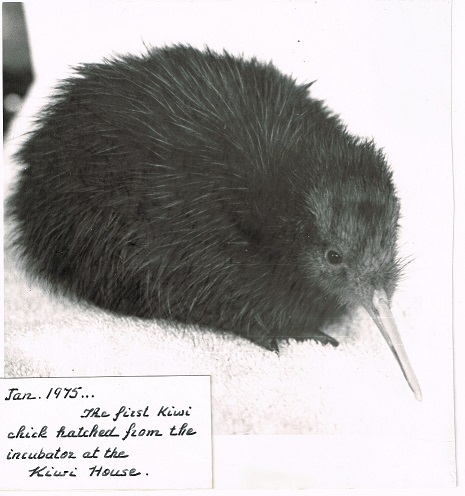 First Kiwi Chick hatched at Otorohanga Kiwi House 1975 - Otorohanga Kiwi House