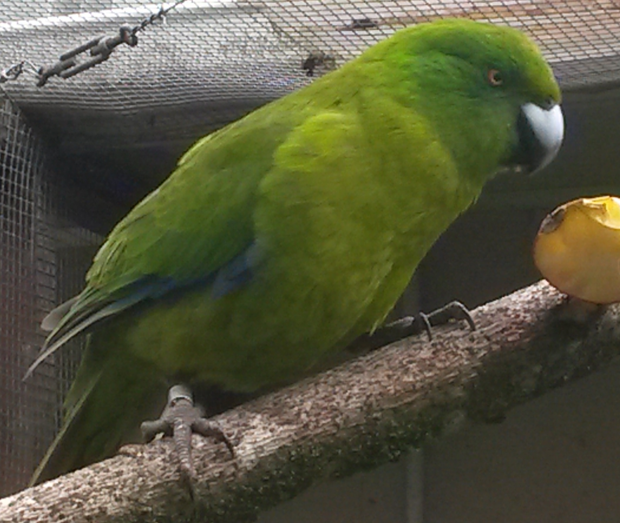 Antipodes Island Parakeet - Otorohanga Kiwi House