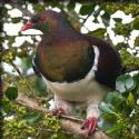 New Zealand Pigeon - Otorohanga Kiwi House