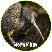 Adopt a Brown Kiwi  - Otorohanga Kiwi House