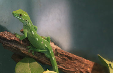 Green Tree Gecko, camouflage expert at the Otorohanga Kiwi House