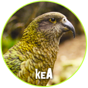 Adopt a Kea  - Otorohanga Kiwi House