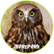 Adopt a Morepork  - Otorohanga Kiwi House