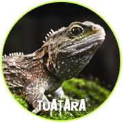 Adopt a Tuatara - Otorohanga Kiwi House